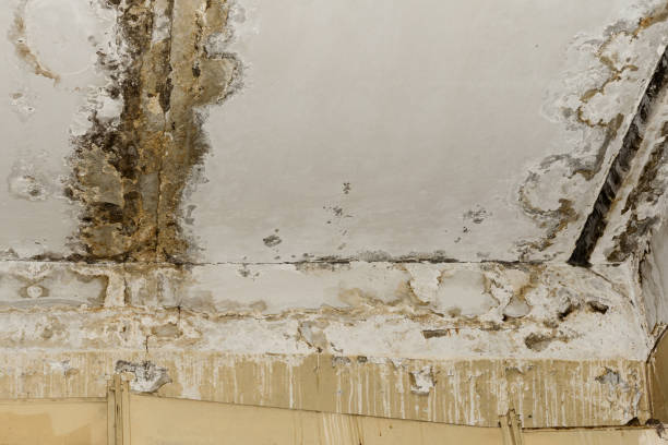 Best Basement Mold Removal  in Lakewood Park, FL