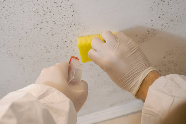Reliable Lakewood Park, FL Mold Removal Solutions