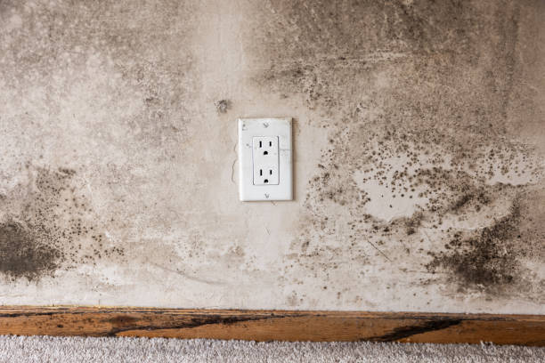 Best Environmental Consulting for Mold Prevention  in Lakewood Park, FL